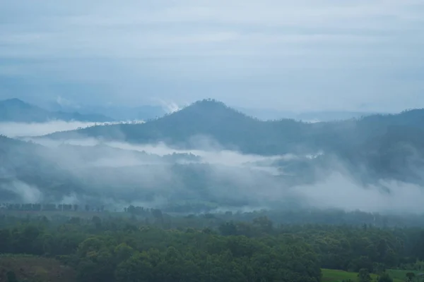 森の中の霧 — ストック写真