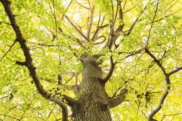 Árbol Grande Otoño Las Hojas Comienzan Ponerse Amarillas Están Cayendo — Foto de Stock