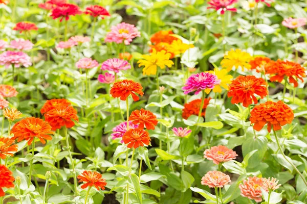 Vacker färg på blommor — Stockfoto