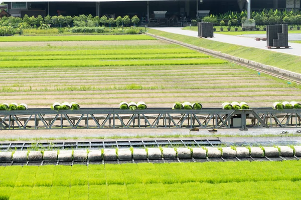 Produção Tecnologia Para Fazenda Arroz Linha Usada Para Transportar Plantas — Fotografia de Stock