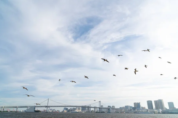 Fågelflygområde Regnbågsbro Bakgrund Regnbågsbro Tokyo Stad — Stockfoto