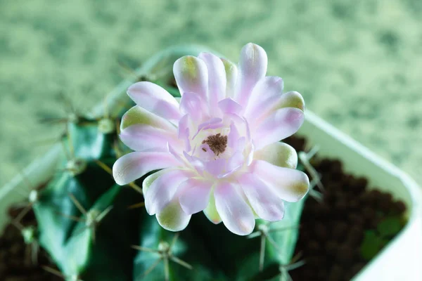 Çiçek Açmış Kaktüs Çiçeği Beyaz Tencere Bahçesinde — Stok fotoğraf