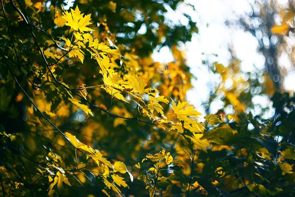 Yellow branch of a maple in an autumn park — Stock Photo, Image