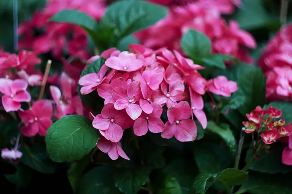 blossoming pink hydrangea in the garden, close-up