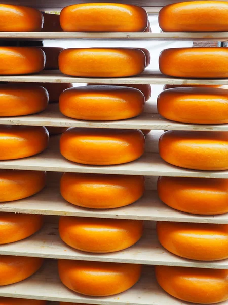 Muchos quesos deliciosos saludables brillantes — Foto de Stock
