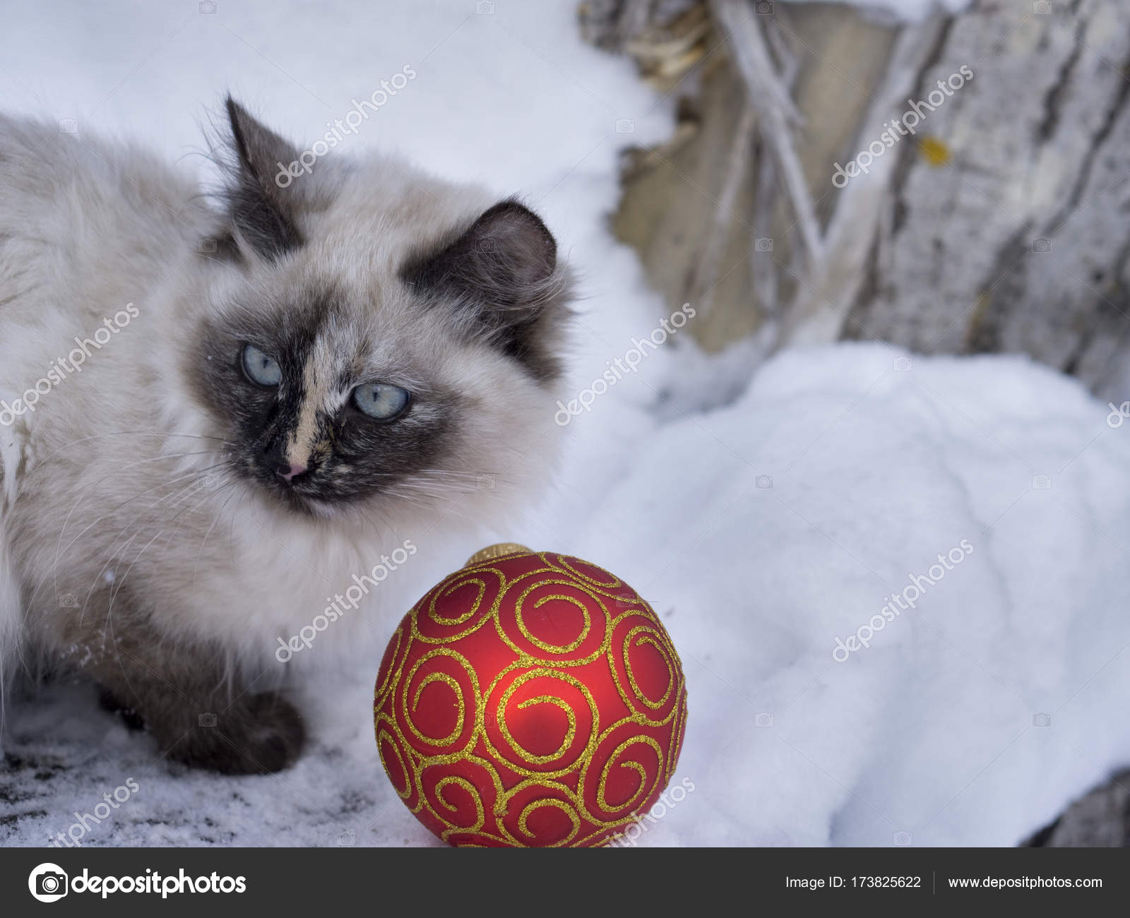 magic cat ball