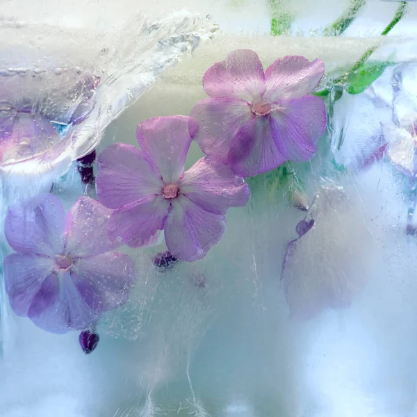 Background of phlox   flower   in ice   with air bubbles. Flat lay consept for  season card. square