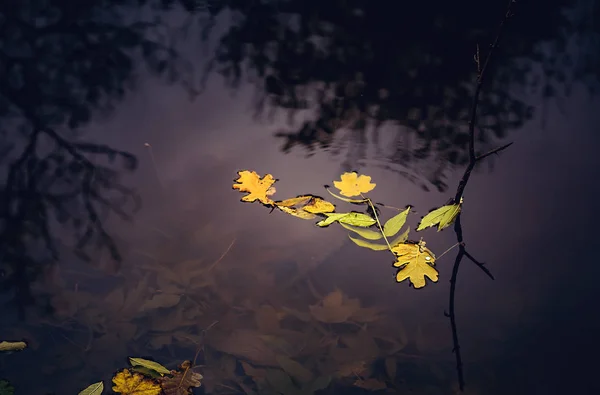 The leaves on the water — Stock Photo, Image