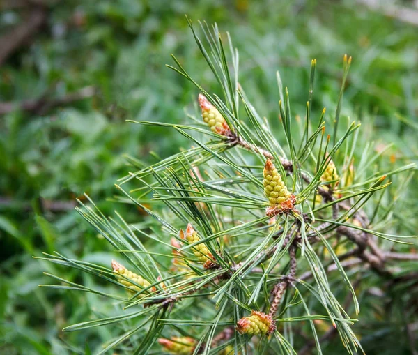 Pine branch with small cones — Stock Photo, Image