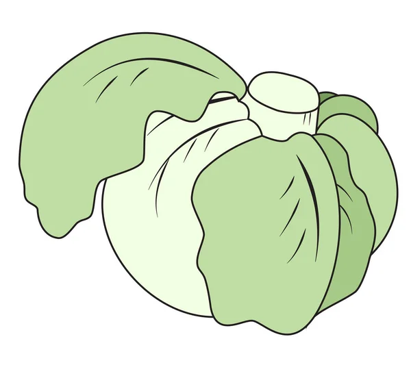 Κεφάλι του λάχανου — Διανυσματικό Αρχείο