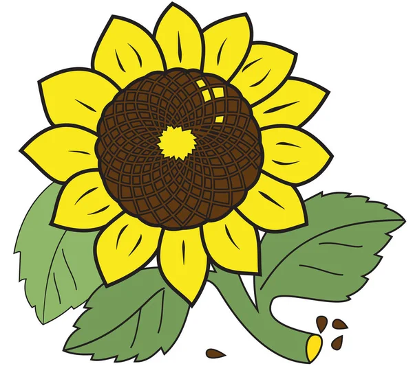 Large ripe sunflower — Stock Vector