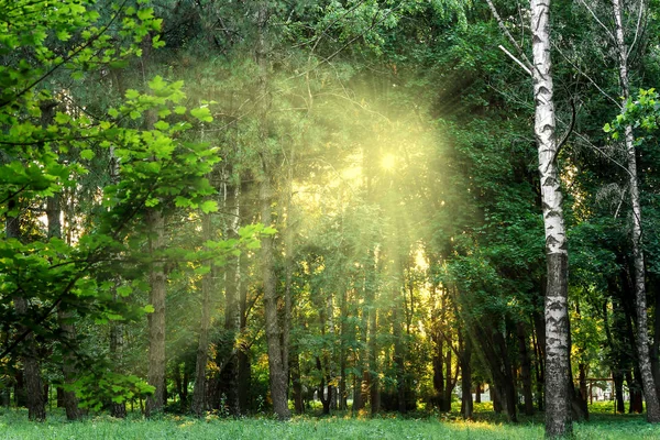 Le soleil à travers les arbres du parc — Photo