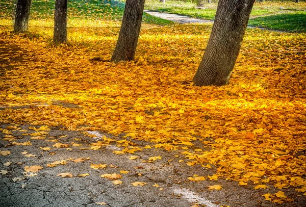 Őszi sárga levelek a fák alatt — Stock Fotó