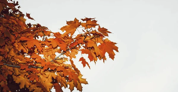 Клен осенью — стоковое фото