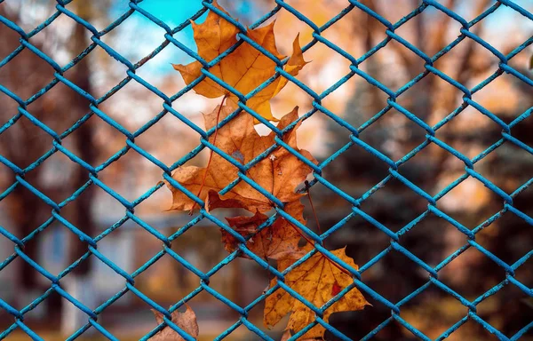 Eskrim güneşli bir kılavuz üzerinde kuru yapraklar — Stok fotoğraf