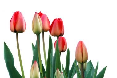 Kırmızı çiçek açan laleler