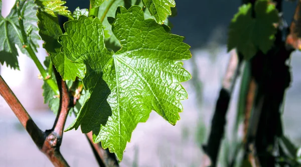 En gren av en vinstock buske — Stockfoto