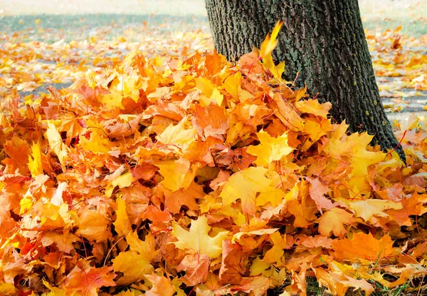 Ein Haufen herabgefallener Blätter — Stockfoto