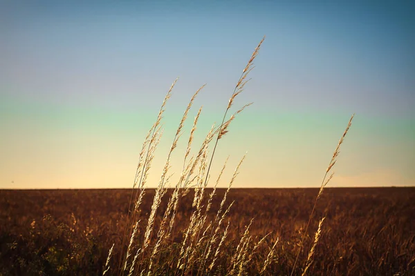 Stalks of dry grass — Stock Photo, Image