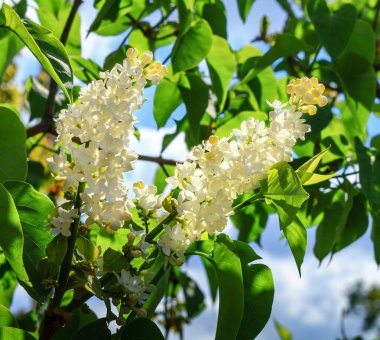 Açık arkaplanda çiçek açan leylak çalısı
