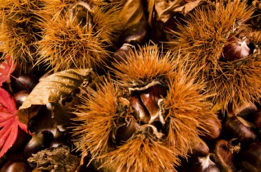 Kirpi kestane ve akçaağaç yaprakları ile