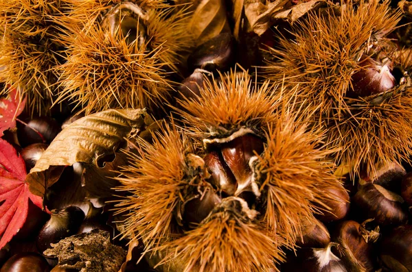 Kirpi kestane ve akçaağaç yaprakları ile