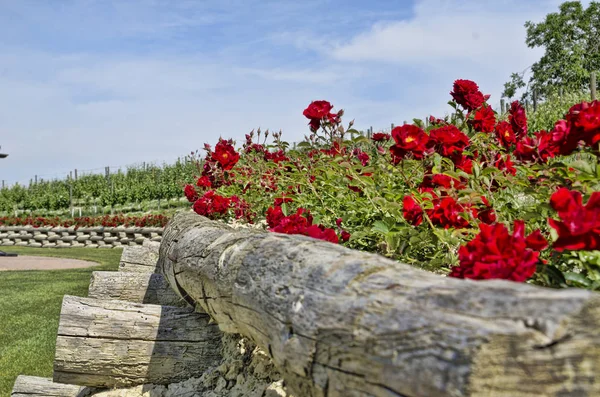 Sevgiliye arka plan bahçe