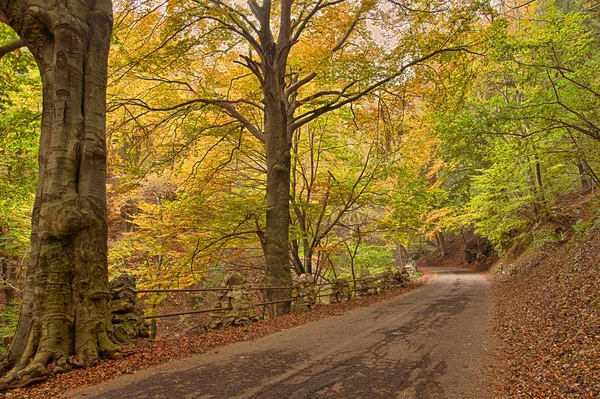 Ağaçlı sonbahar arkaplanı