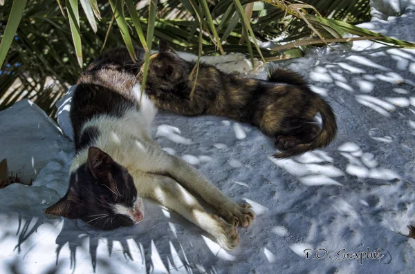 Annesi ile kedi köpek yavrusu