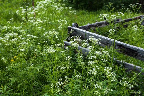 Nord köyde yaz, otlar, çiçekler, ahşap çit — Stok fotoğraf