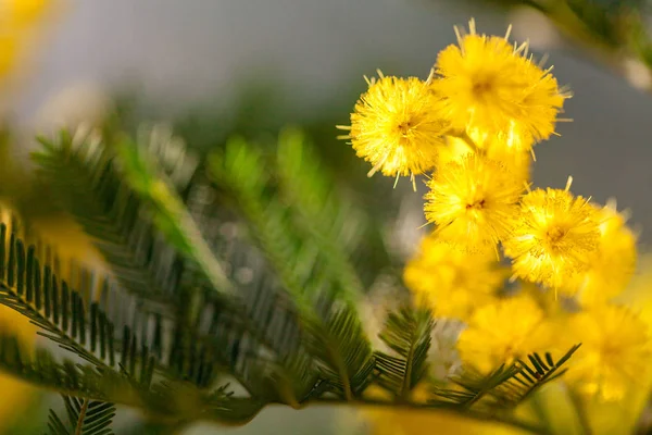 Sárga pályázati mimosa tavaszi időben — Stock Fotó