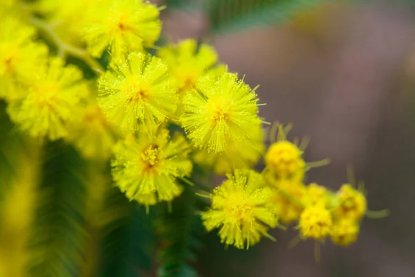 Żółty Mimosa Przetargu Wiosenną Makro — Zdjęcie stockowe
