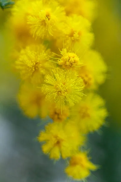 Gula Anbud Mimosa Våren Makro — Stockfoto