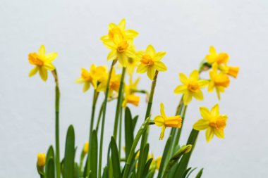 beyaz zemin üzerine sarı nergis