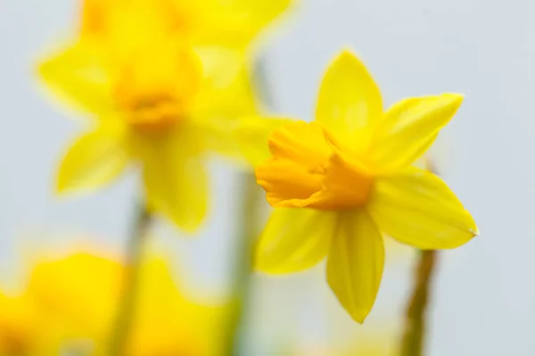 Narciso Amarillo Con Hojas Verdes Sobre Fondo Blanco — Foto de Stock