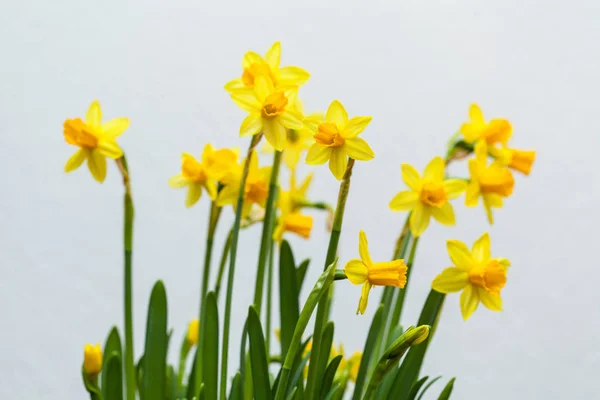 Narciso amarelo sobre fundo branco — Fotografia de Stock