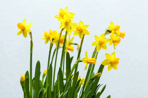 Narciso amarelo sobre fundo branco — Fotografia de Stock