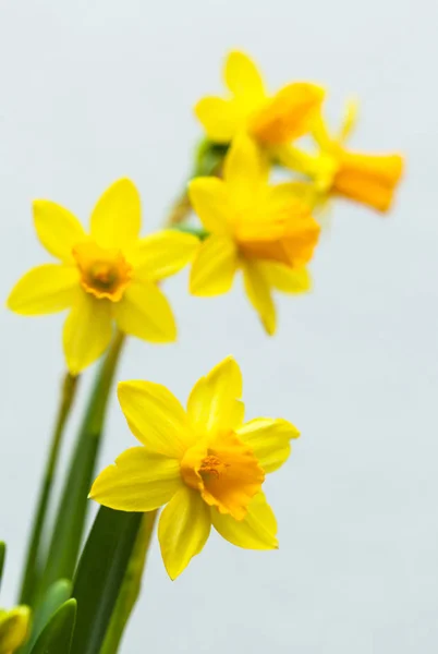 Žlutý narcis na bílém pozadí — Stock fotografie