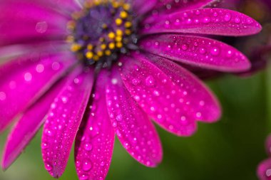 Menekşe Osteospermum ecklonis marco ile damla