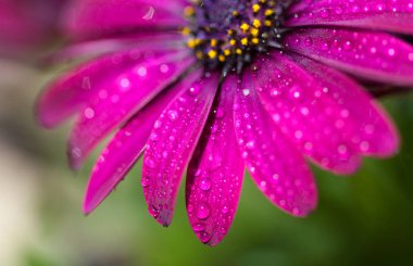 Menekşe Osteospermum marco ile güneş ışığı düşer