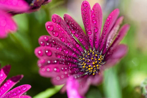 Violet Osteospermum ecklonis marco with drops — Stock Photo, Image