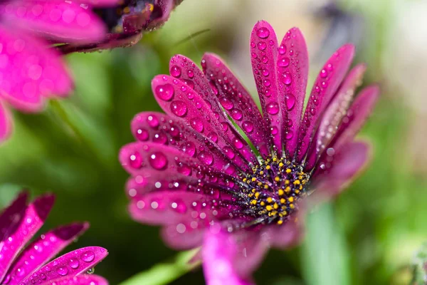 Violette Osteospermum ecklonis marco mit Tropfen — Stockfoto