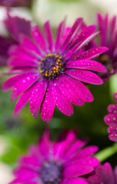 Violet Osteospermum ecklonis marco with drops — Stock Photo, Image