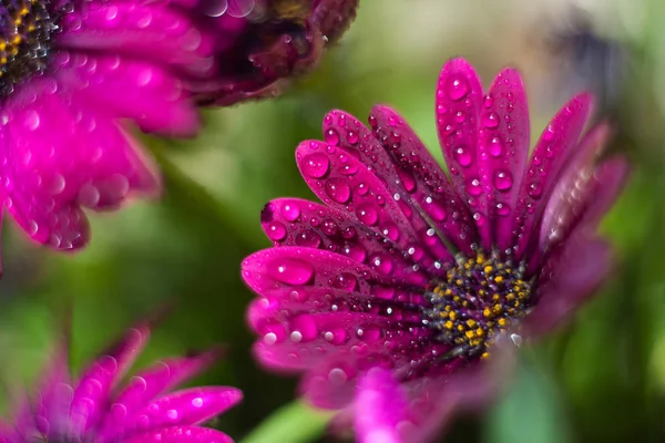 Violette Osteospermum Marco Mit Tropfen Auf Sonnenlicht — Stockfoto