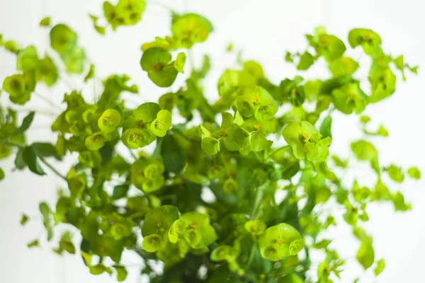 Yeşil Euphorbia Cyparissias Sütleğengiller Selvi Spurge Beyaz Kağıt Üzerinde — Stok fotoğraf