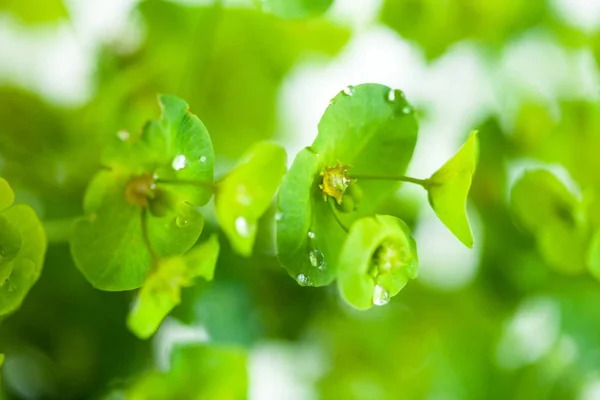 녹색 꽃 호 cyparissias 송 spurge — 스톡 사진