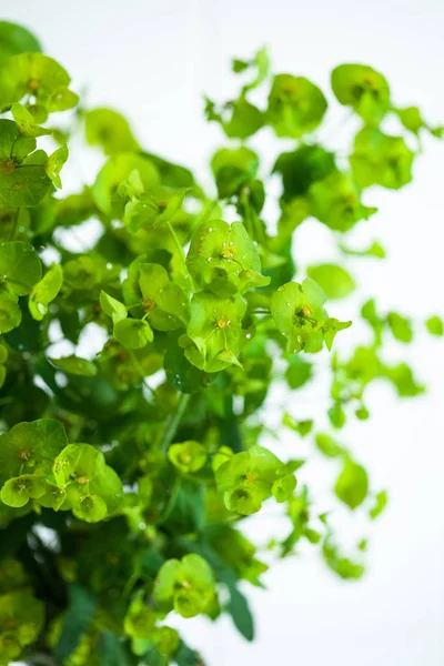 Fleur verte Euphorbia cyparissias cypress spurge — Photo