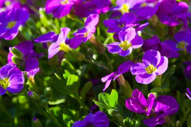 Aubrieta boş menekşe Obrieta