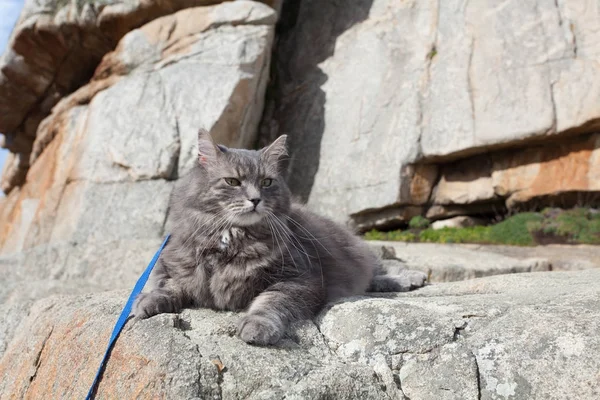 Inhemska grå katt i bergen — Stockfoto