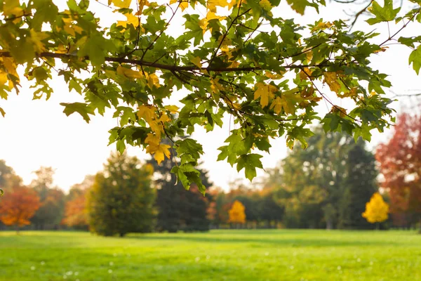 Осенние листья и деревья в парке Версаля — стоковое фото
